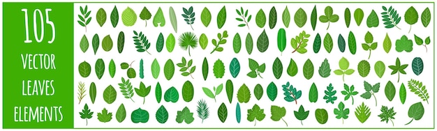 Vector cartoon set of illustrations with different green leaves of plants and trees isolated on white background