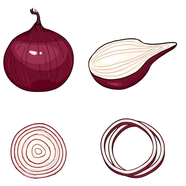 Vector cartoon set of red onion