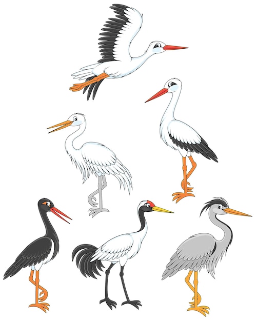 Vector vector cartoon set of storks, cranes and herons