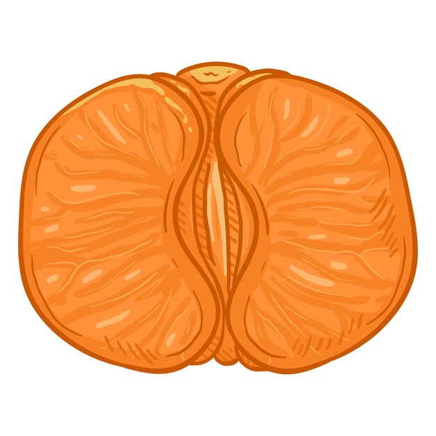 Vector Cartoon Tangerine without Peel Mandarin Slices