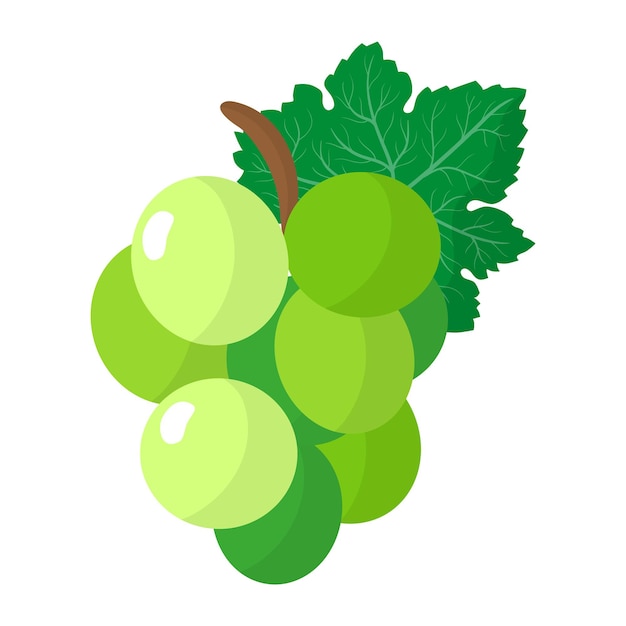Vector cartoon verse groene druiven fruit. Eco-voedsel winkelen.