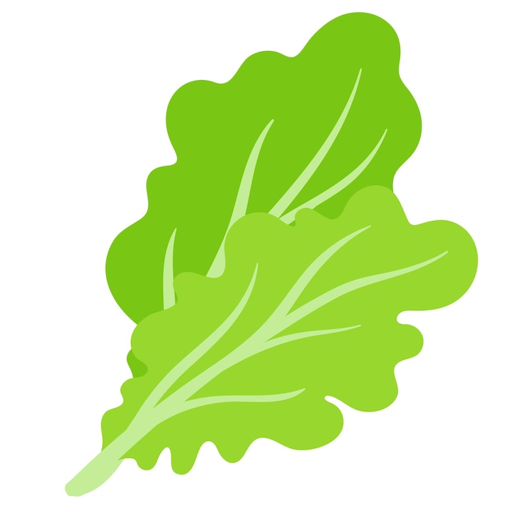 Vector cartoon verse groene salade groente. Eco-voedsel winkelen.