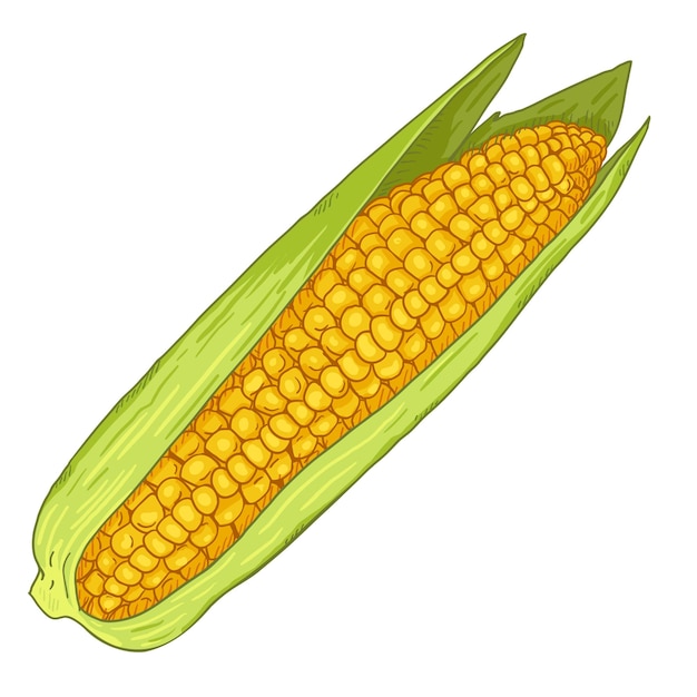 Vector Cartoon Yellow Corn Cob