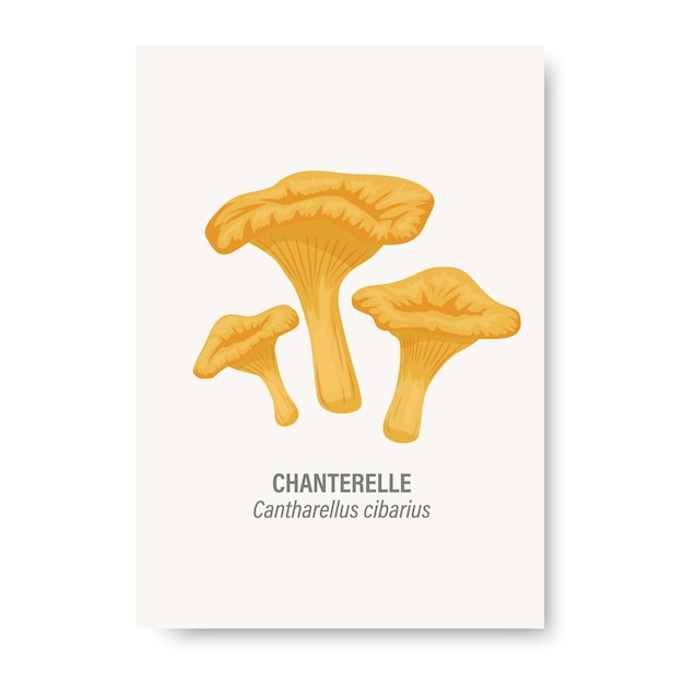 손으로 그린 만화 살구 버섯 디자인 서식 파일 클립 아트 Cantharellus Cibarius 버섯 세트와 흰색 교육 카드에 고립 된 벡터 살구 버섯