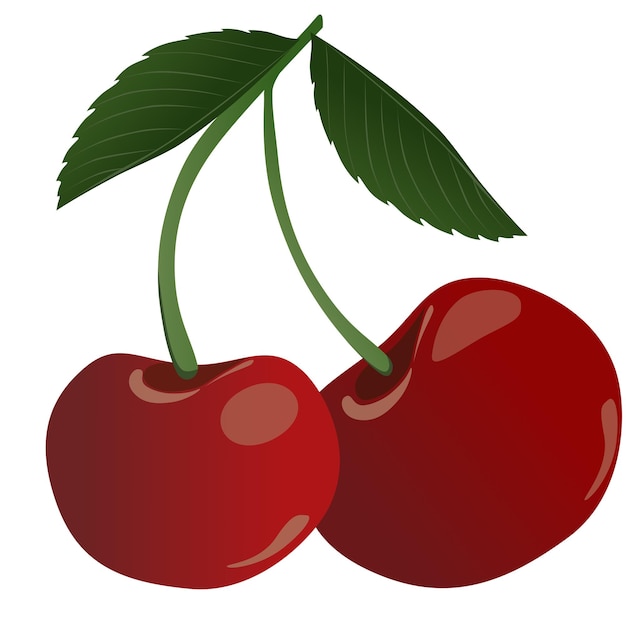 Vector vector of cherries fruit illustration