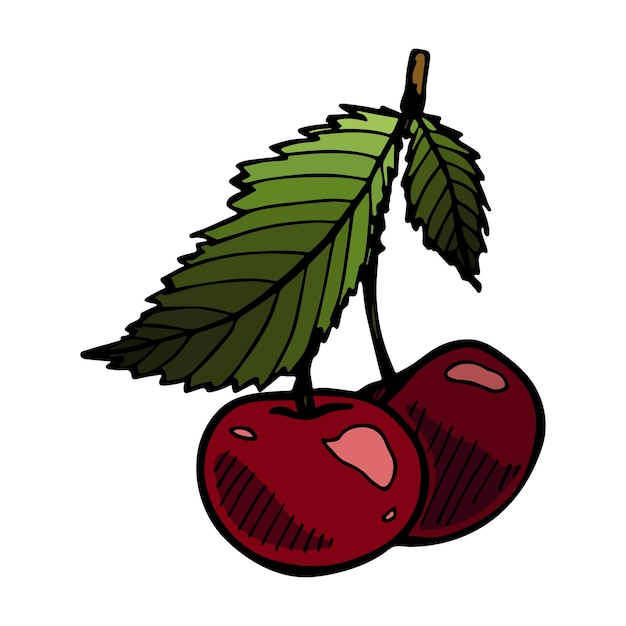 Vector cherry clipart hand drawn berry icon fruit illustration