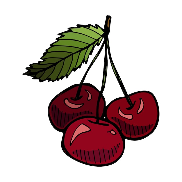 Vector cherry clipart Hand drawn berry icon Fruit illustration