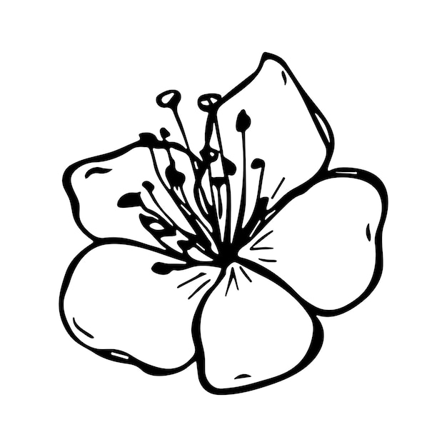 Vector cherry flower clipart Hand drawn blossom illustration