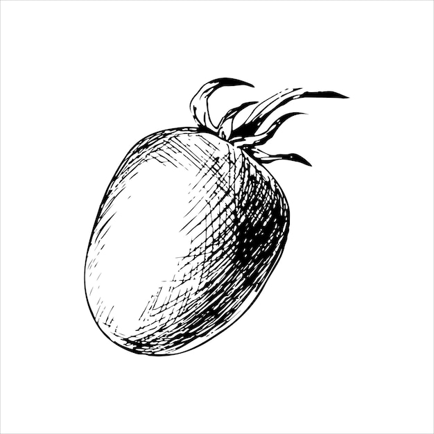 Vector vector cherry tomaat grafische illustratie afbeelding voor schoolbord en ontwerp van cafés en restaurants