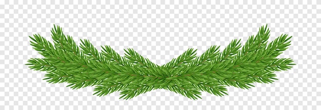 Vector Christmas garland png. Spruce branches png, pine, spruce. Christmas decorations.