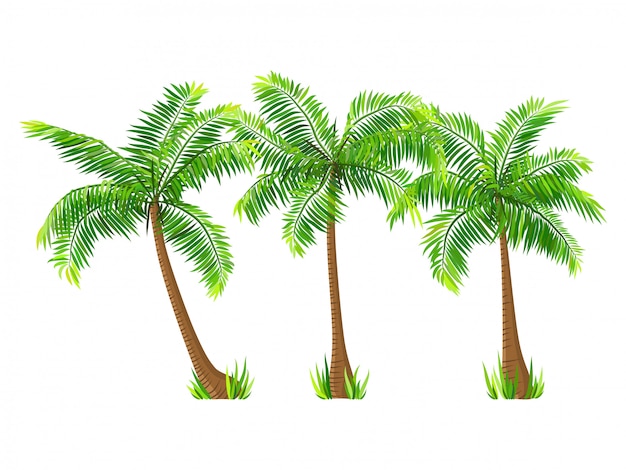 Vector vector coconut palm trees set isolated on white