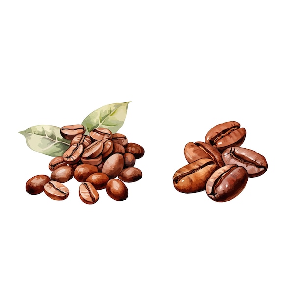 Vector vector coffee beans watercolor