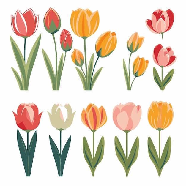 Vector vector collectie set van tulp bloem