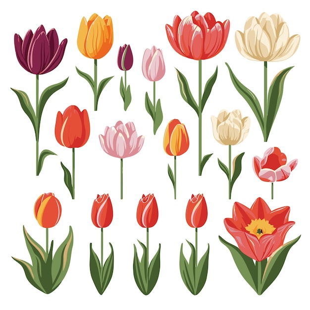 Vector vector collectie set van tulp bloem