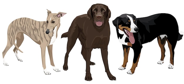 Vector vector collection of different dogs on white