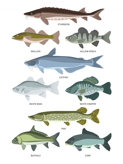 Vector collection of different kinds of freshwater fish