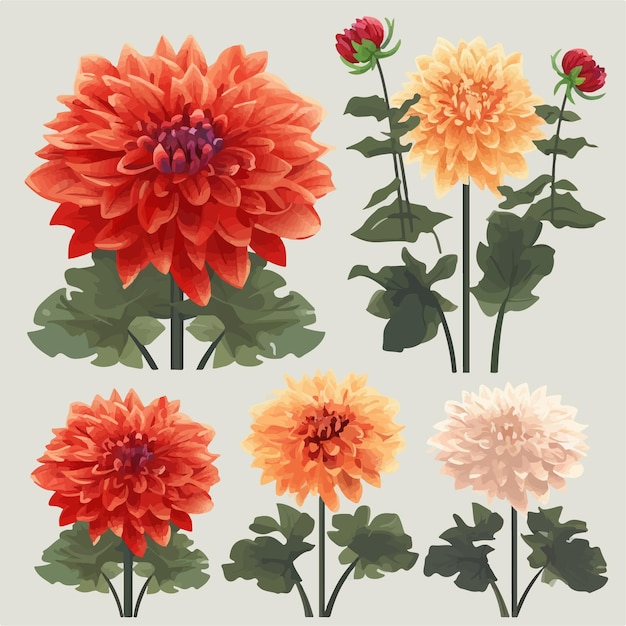 예술적 창작물을 위한 추상 달리아 꽃 모양을 특징으로 하는 벡터 컬렉션