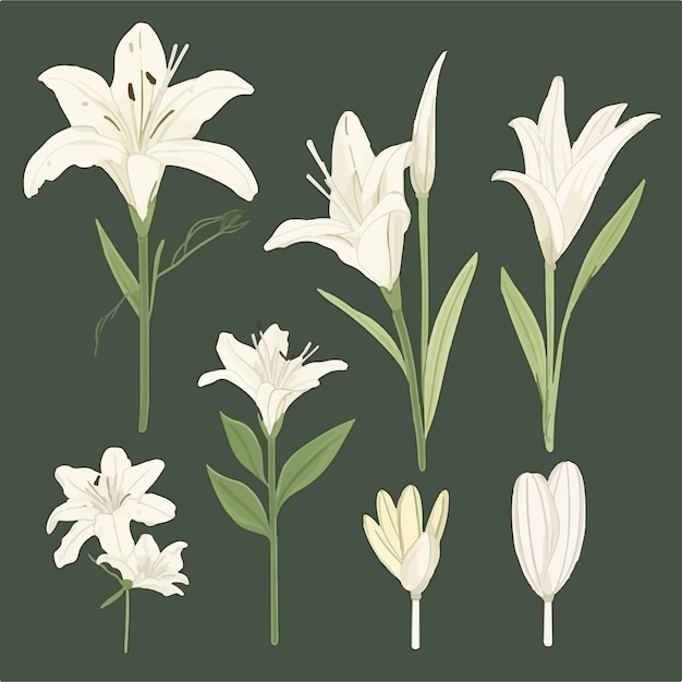 Vector vector collection featuring abstract lily shapes for artistic creations