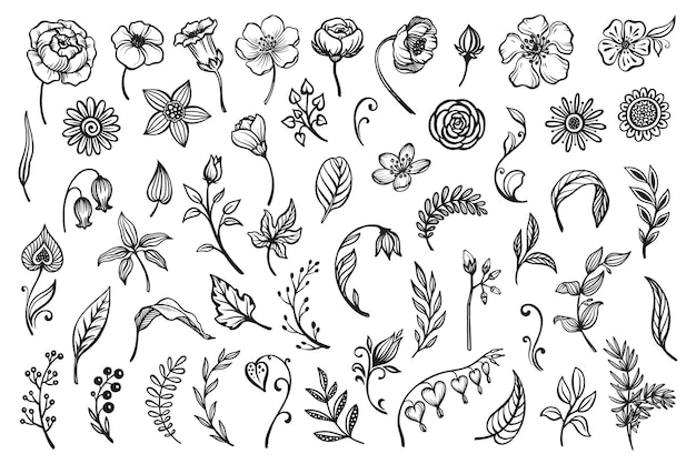 Vector collection of hand drawn floral elements