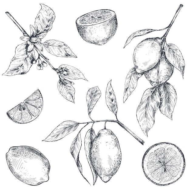 손으로 그린 신선한 레몬 나무 가지 과일과 꽃의 벡터 컬렉션