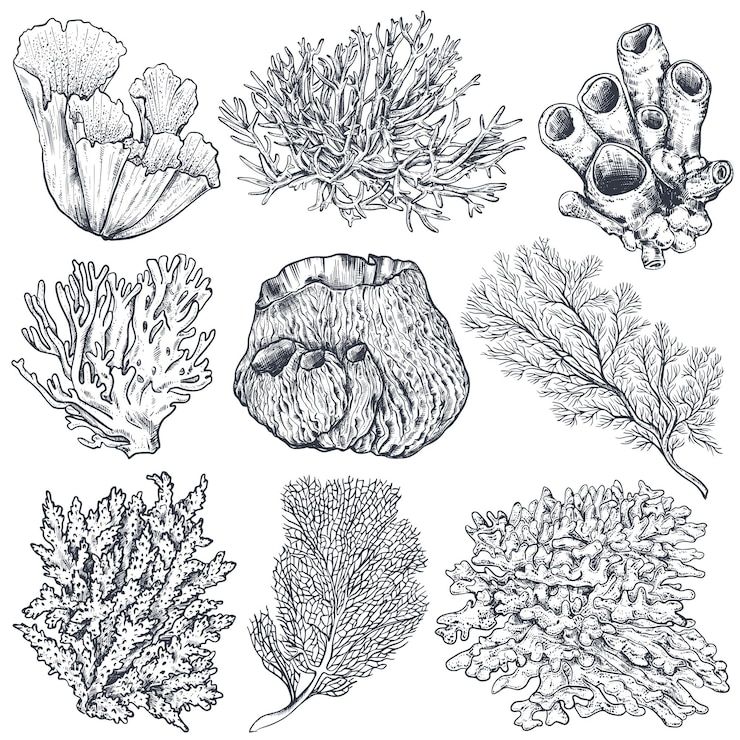 Vector vector collection of hand drawn ocean plants and coral reef elements in sketch style isolated on white monochrome graphic set