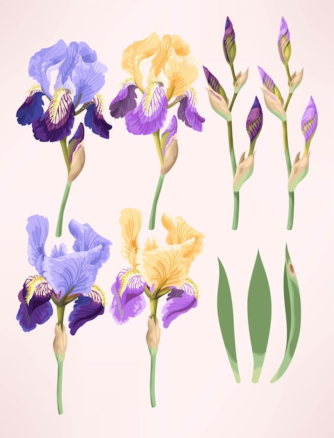 Vector vector collection of iris flowers buds and leaves