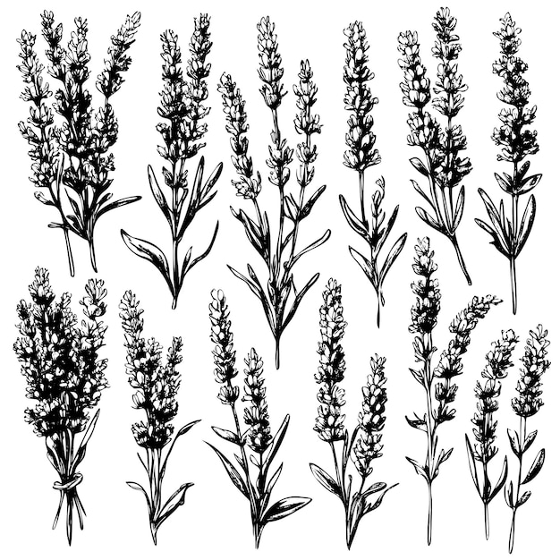 라벤더 식물 꽃과 잔가지의 벡터 컬렉션은 손으로 그린 식물 스케치 세트