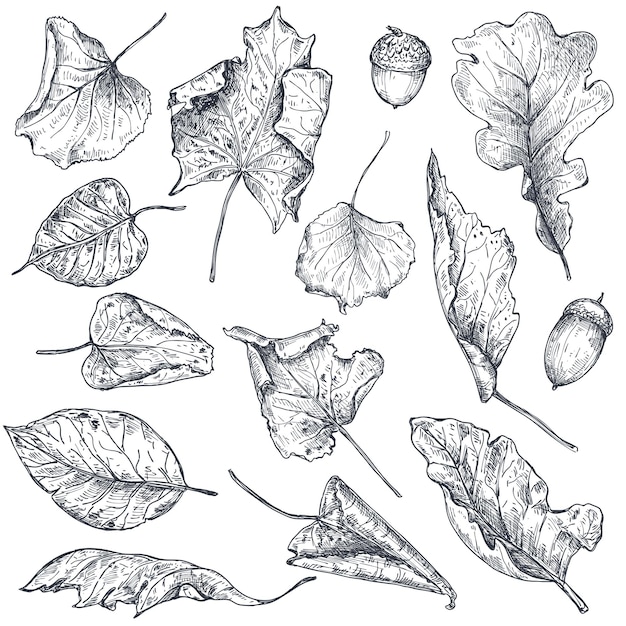 Векторная коллекция рисованной сухих осенних листьев. изолированные эскиз черно-белые объекты, элементы рисования красивые падения.