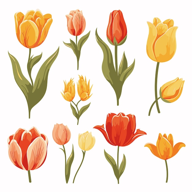 Vector vector collection set of tulip flower