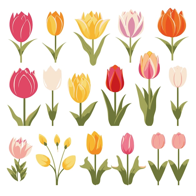 Vector vector collection set of tulip flower