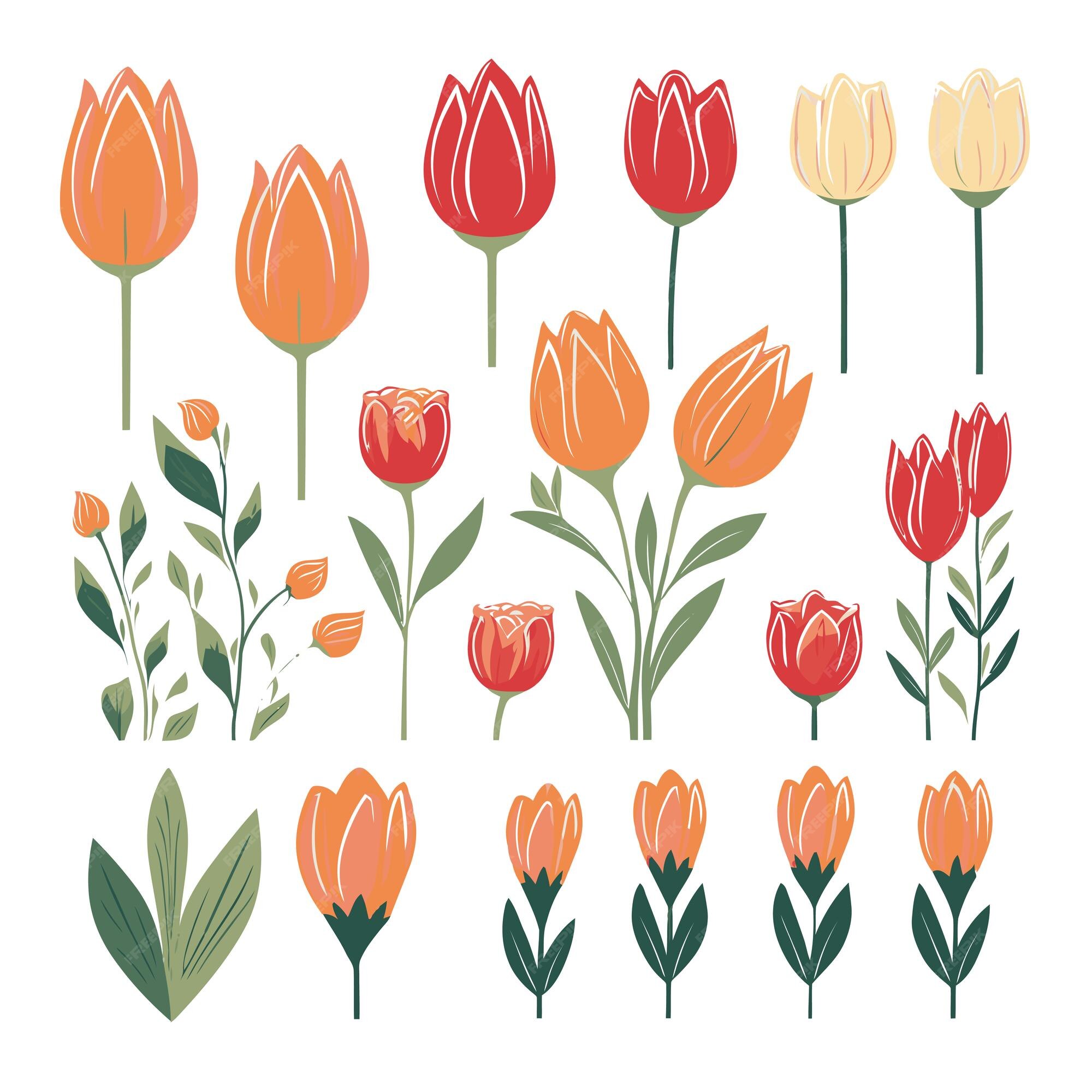 Premium Vector | Vector collection set of tulip flower