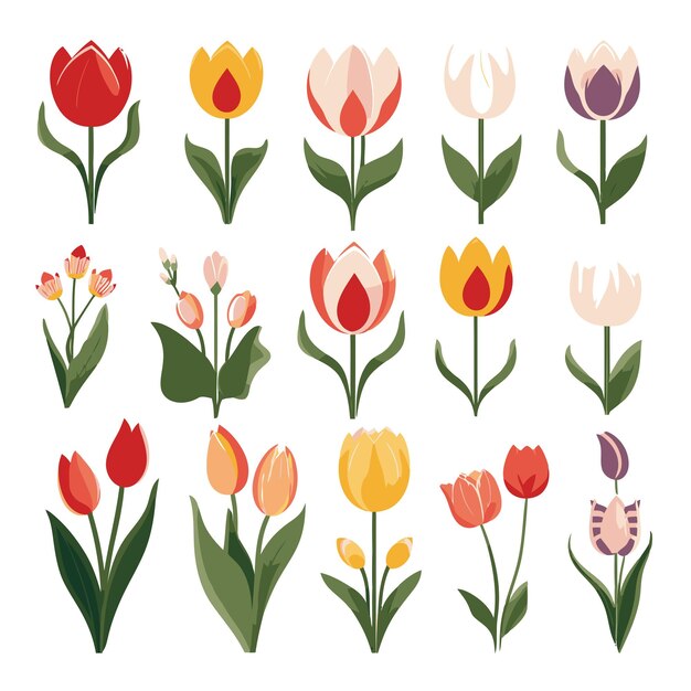 Vector vector collection set of tulip flower