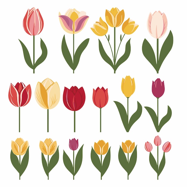 Vector vector collection set of tulip flower