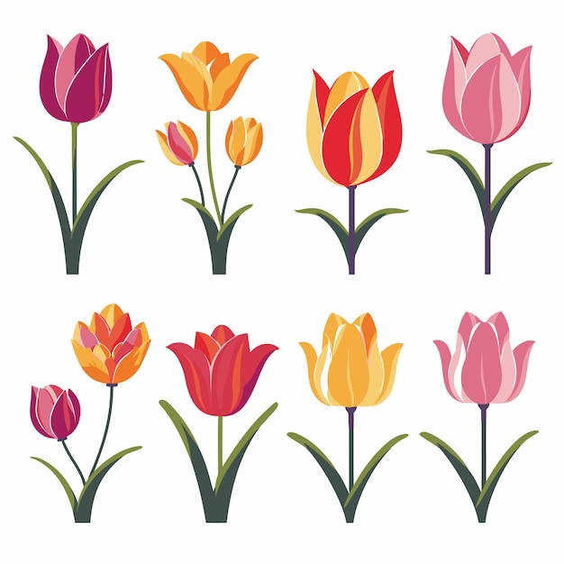 Premium Vector | Vector collection set of tulip flower