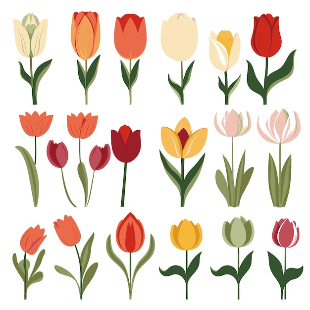 Vector vector collection set of tulip flower