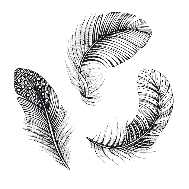 Vector collection of three natural bird feathers hand drawn vector illustration