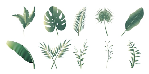 vector collection of tropical leaves