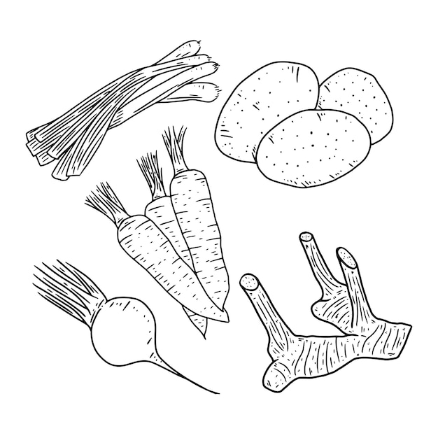 Vector collection of vegetables in hand drawn style