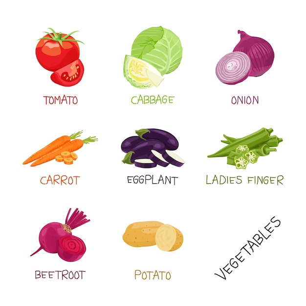 Vector vector collection of vegetables with names tomato okra cabbage carrot and others