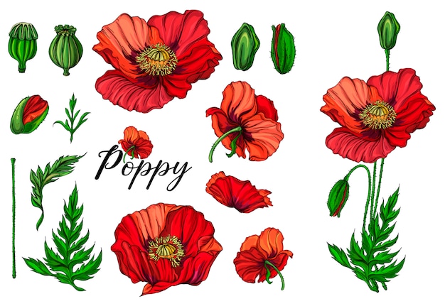 Vector color bright flowers,