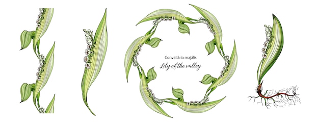 Vector color floral Lily of the valley flowers set.