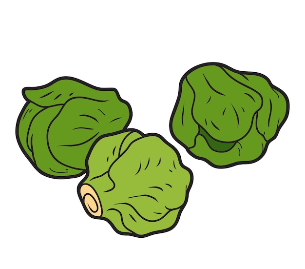 Vector color illustration, colorful vegetables, Brussels sprouts