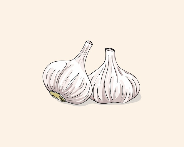 Vector color illustration of garlic Garlics isolated on white background Vegetable Icon Garlic