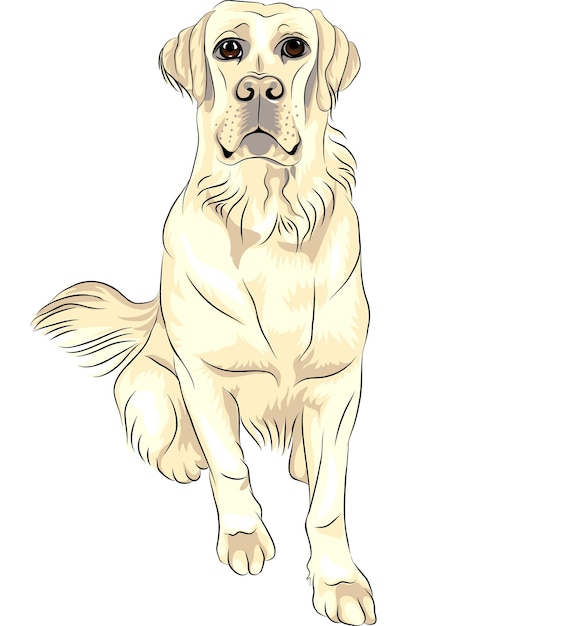 Vector color sketch dog breed white labrador retrievers sitting