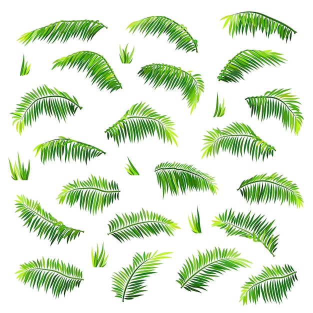 Vector colored palm leaves set isolated on white