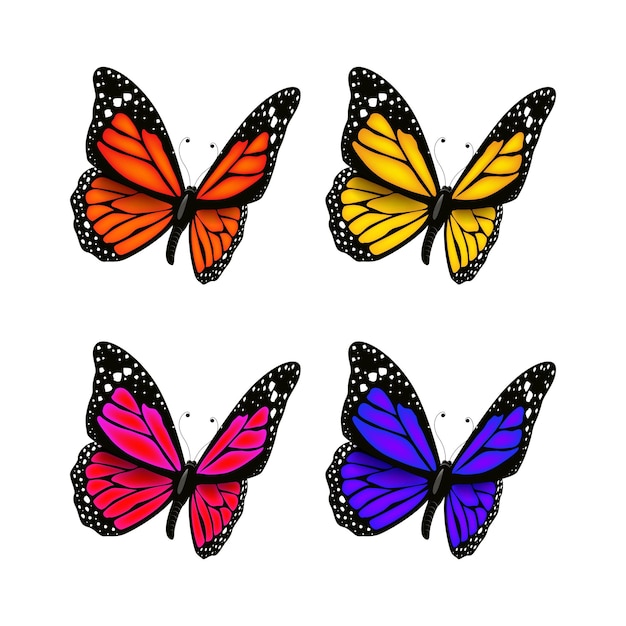 Vector colorful butterfly realistic isolated on white background