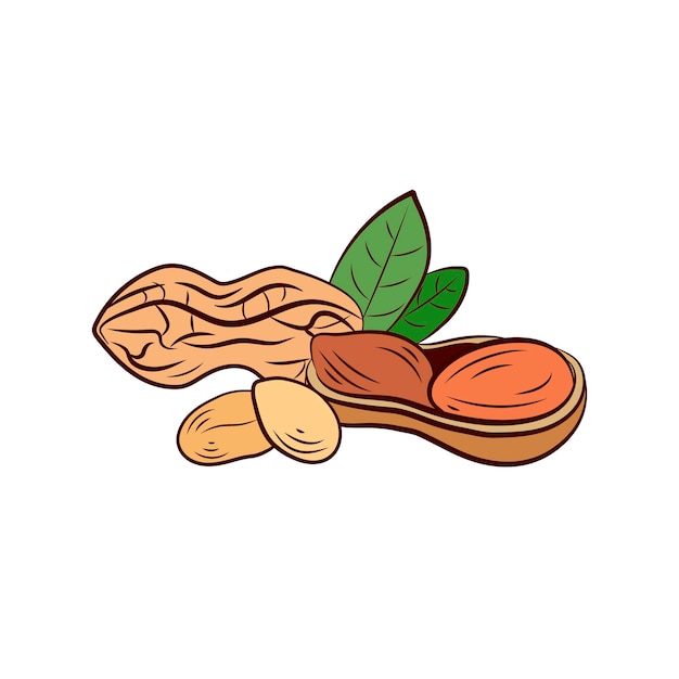 Векторная красочная иллюстрация орехов Арахис с изолированными листьями, нарисованными вручную