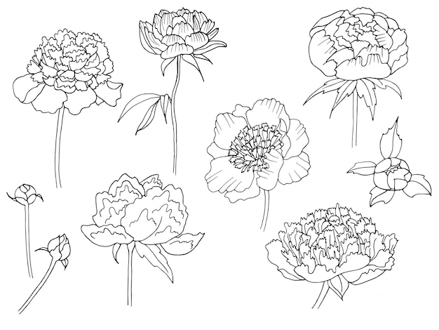 Vector vector coloring page with cute set of flower pion