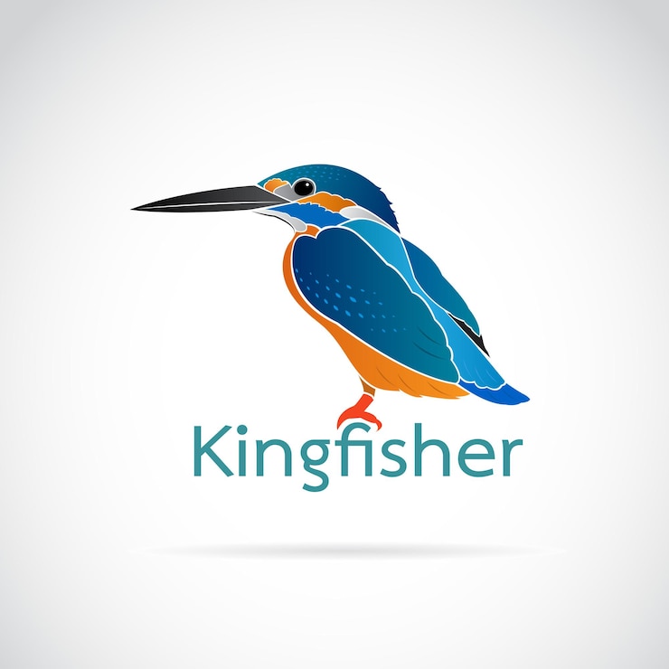 Vector vector of common kingfisher (alcedo atthis) on white background. bird design.