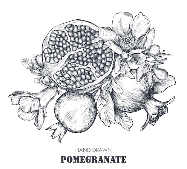 Vector vector composition of pomegranate fruits flowers branches hand drawn black and white illustration in sketch style engraved juicy natural fruit cosmetic design medicine package skincare